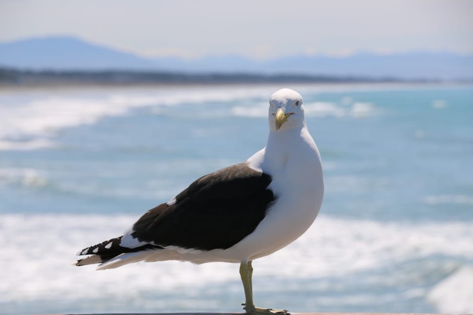 white and black seagull preview