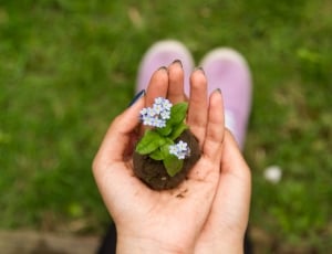 person holding green and white flower plant with soil during daytime thumbnail