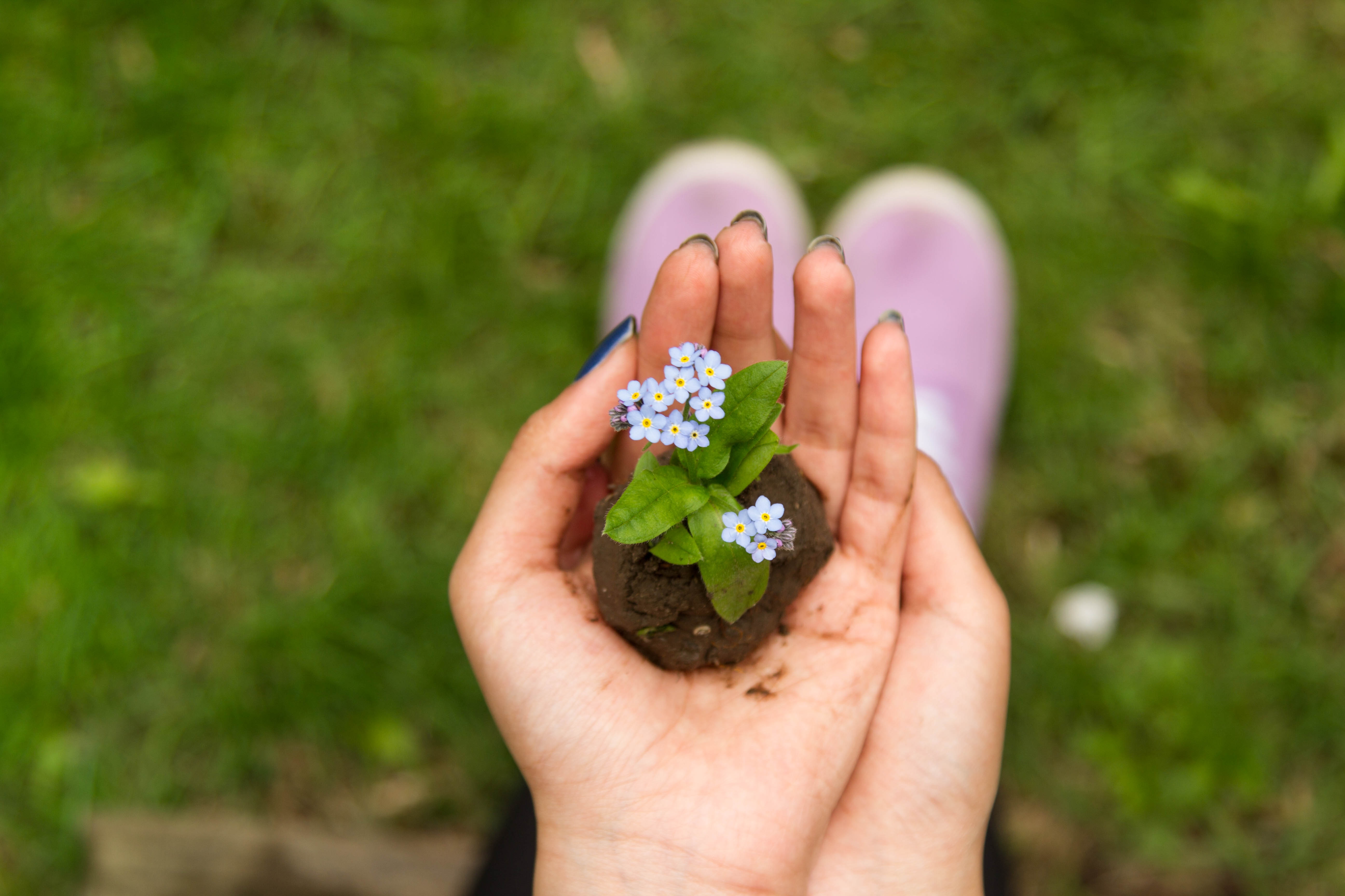 person holding green and white flower plant with soil during daytime