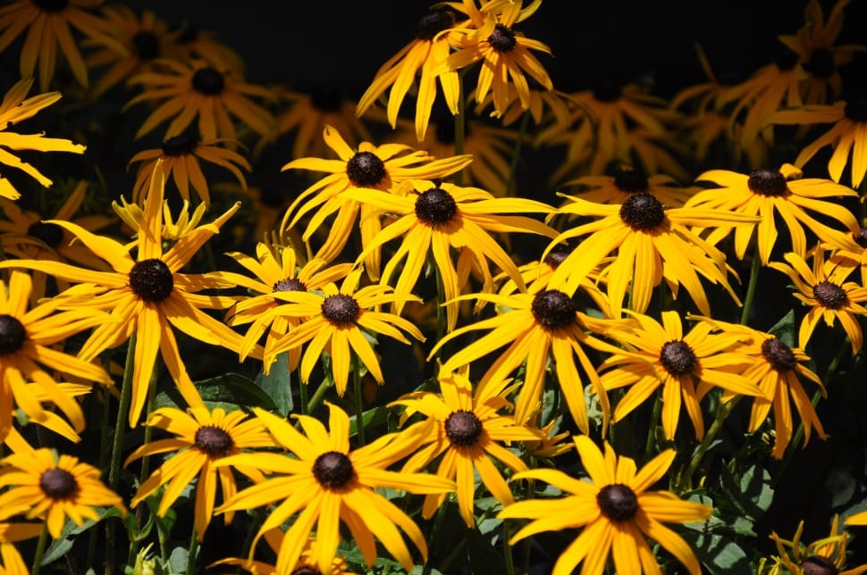 Yellow and brown flowers preview