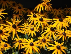 Yellow and brown flowers thumbnail
