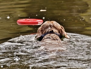 Wet, Swim, Cute, Dog, Water, Funny, one animal, water thumbnail