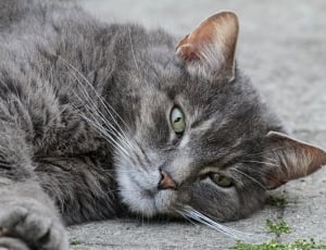 grey and brown short fur cat thumbnail