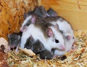 brown and white mice thumbnail