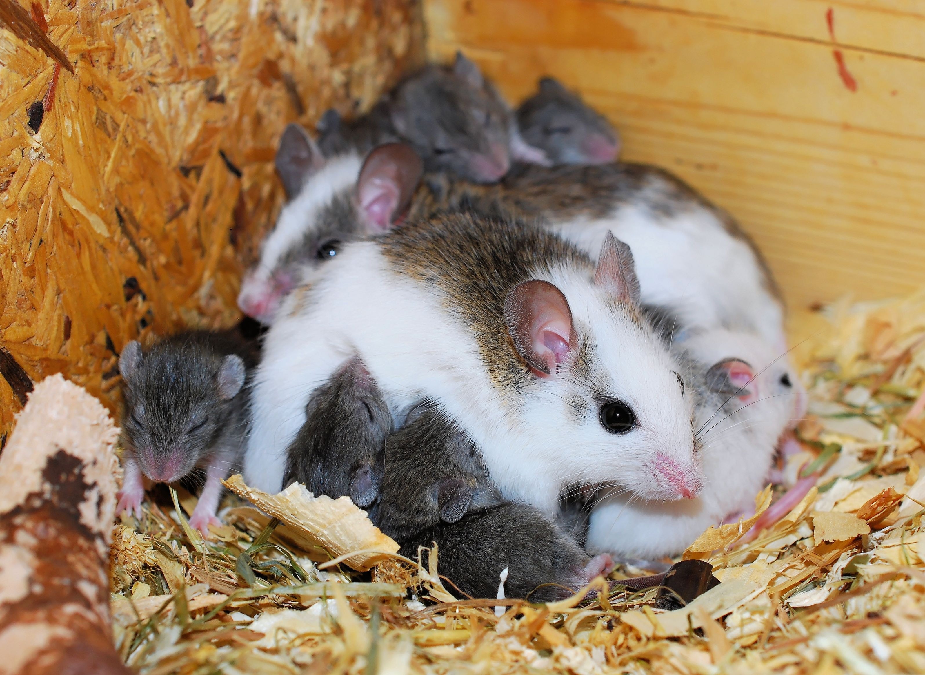 brown and white mice