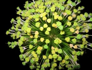 macro shot of green flower thumbnail