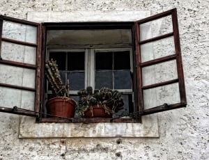 cacti and brown wooden framed window thumbnail
