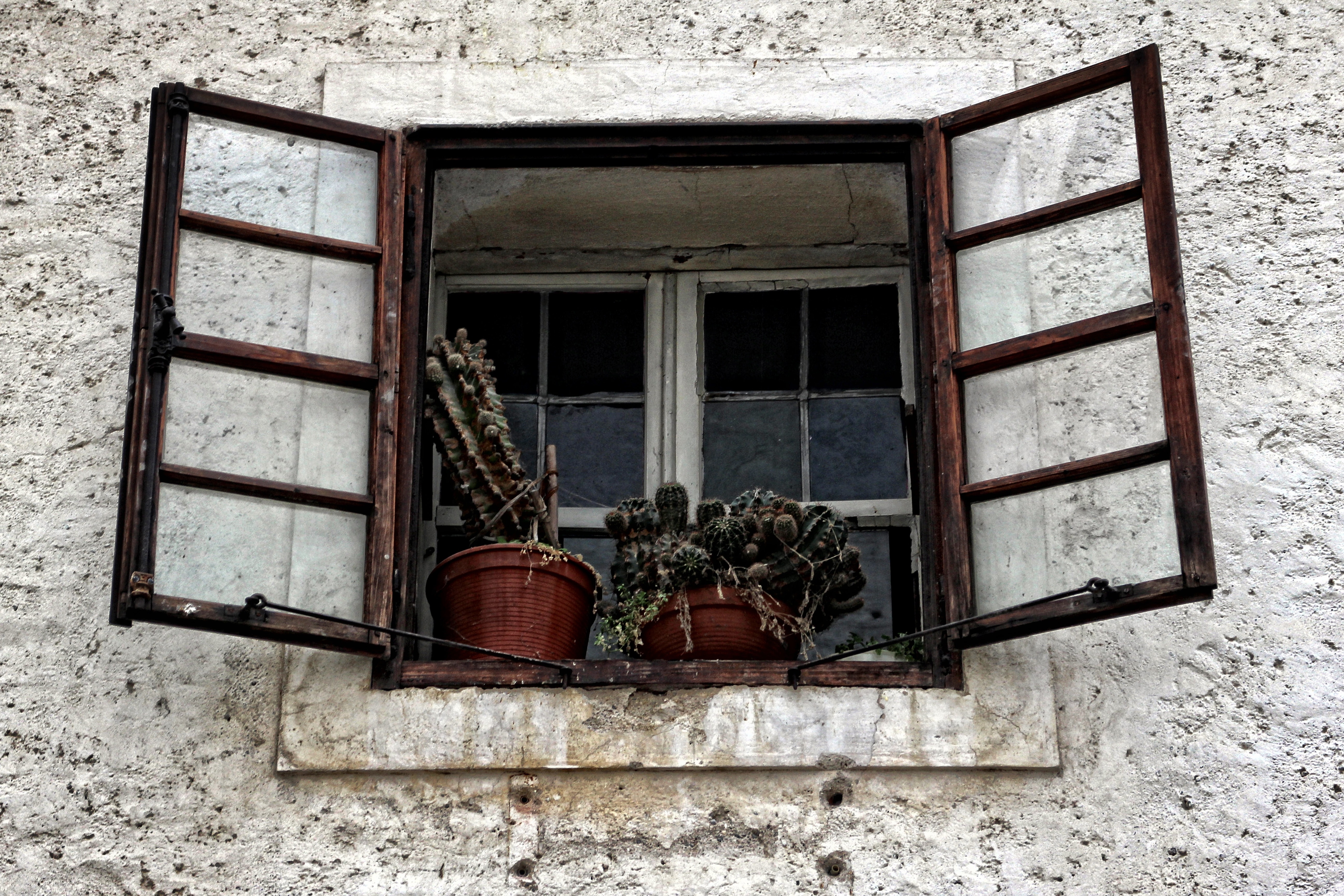 cacti and brown wooden framed window