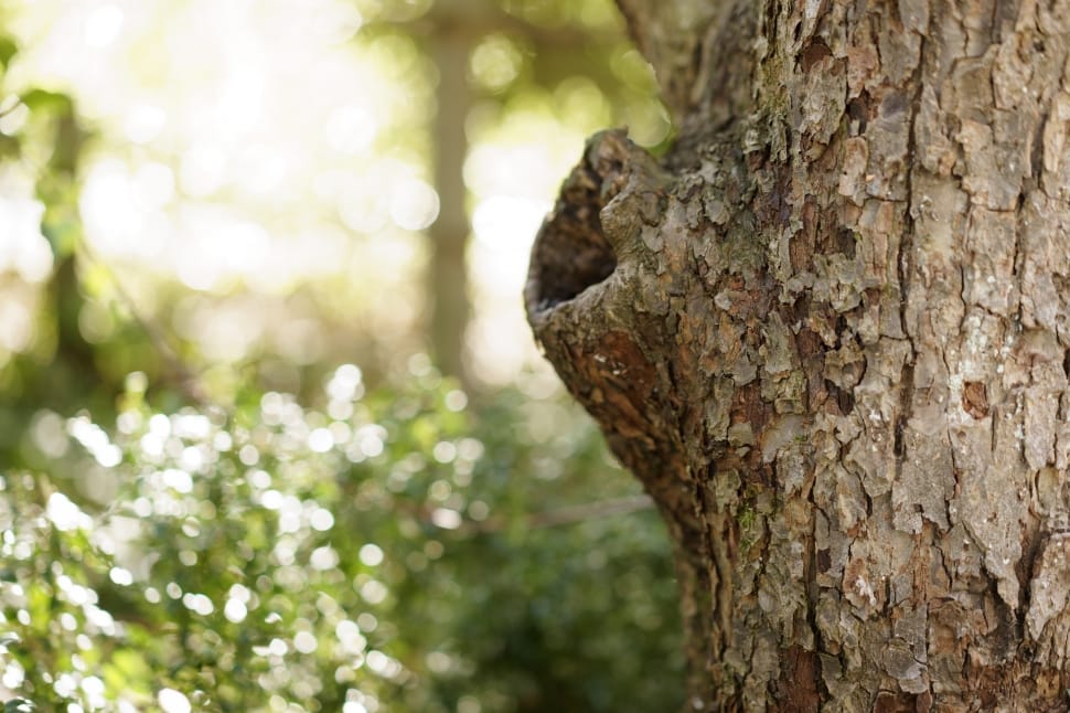 selective focus photography of tree trunk preview