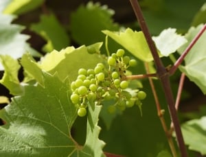Wine, Grapes, Green, Vines, Summer, Grow, green color, food and drink thumbnail