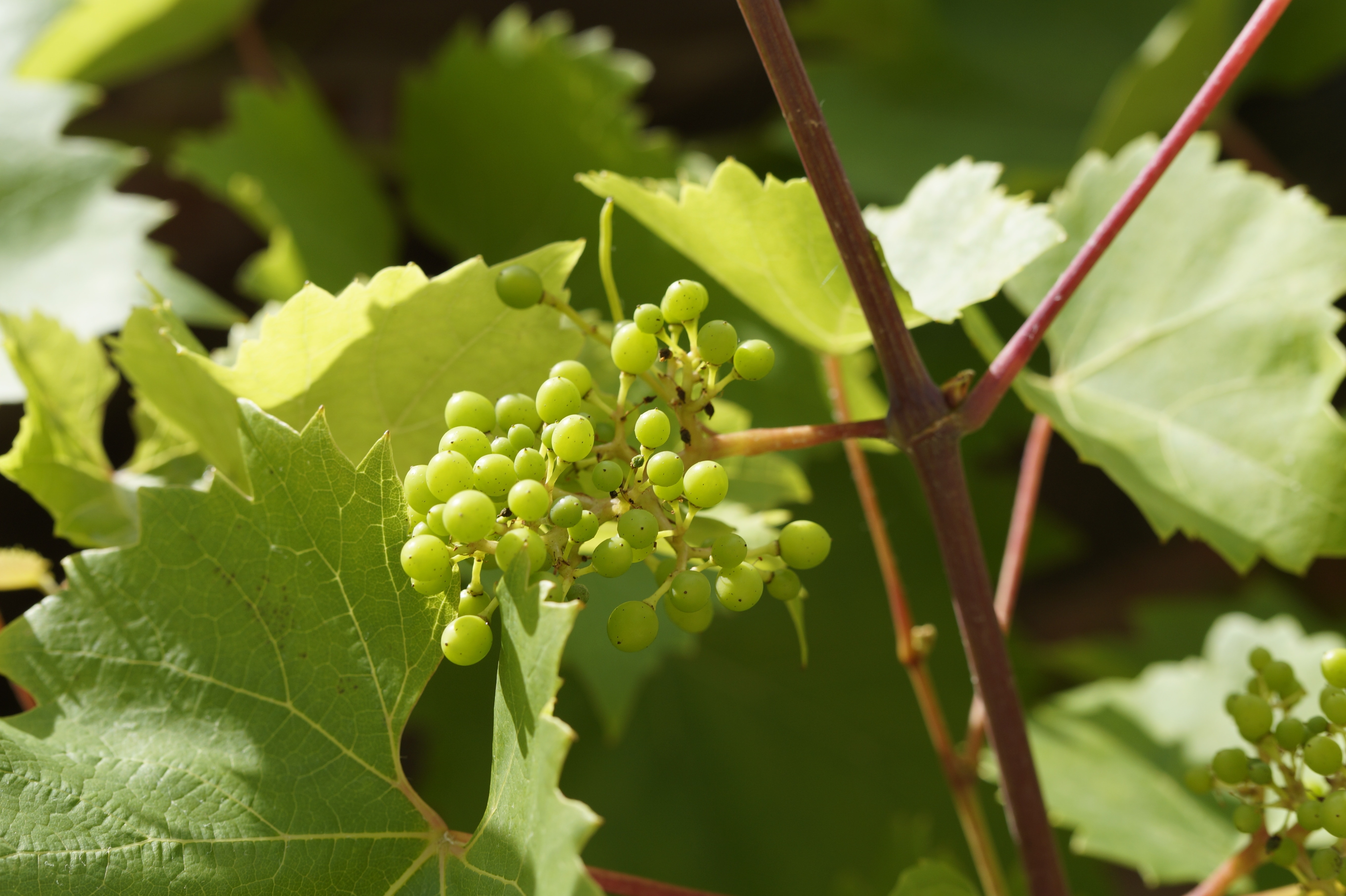 Wine, Grapes, Green, Vines, Summer, Grow, green color, food and drink