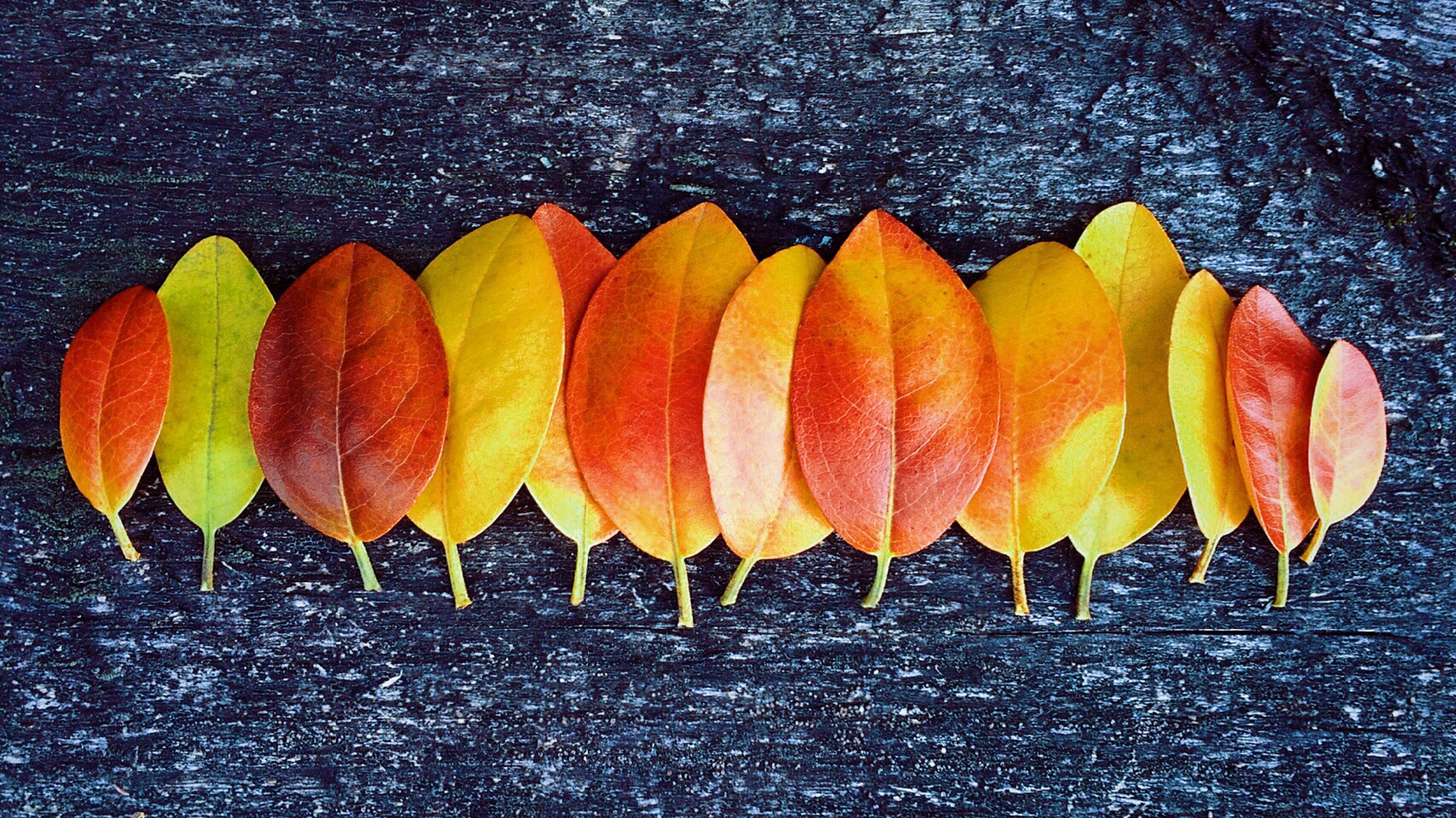 yellow and orange leaves