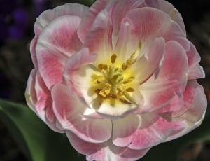 pink, white, and yellow tulip in full bloom thumbnail