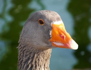 gray duck head thumbnail