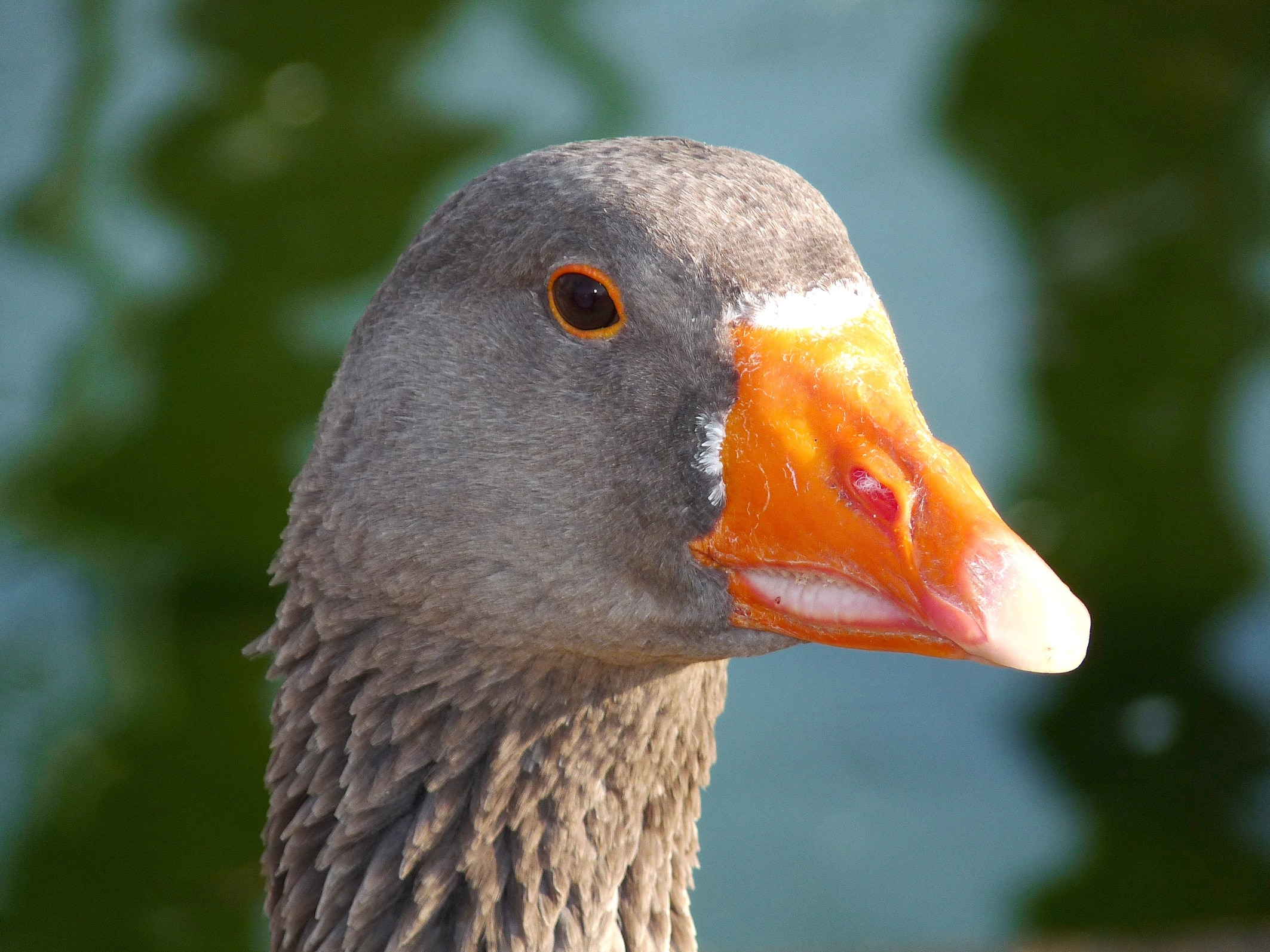 gray duck head