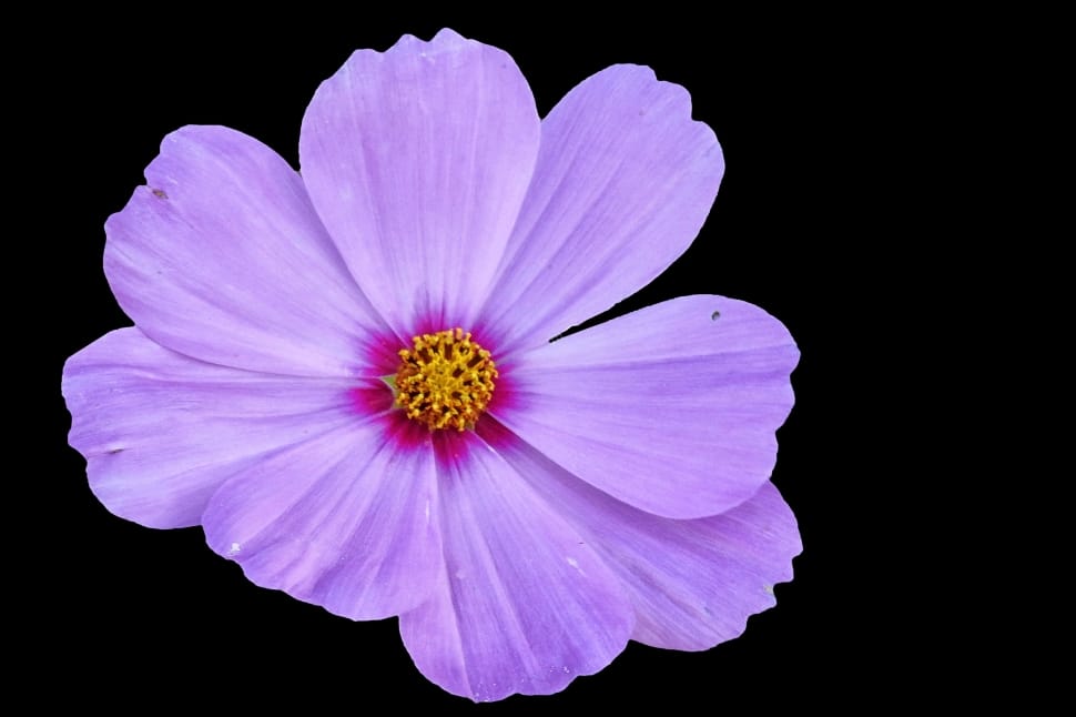 Purple Flower With 8 Petals | Best Flower Site