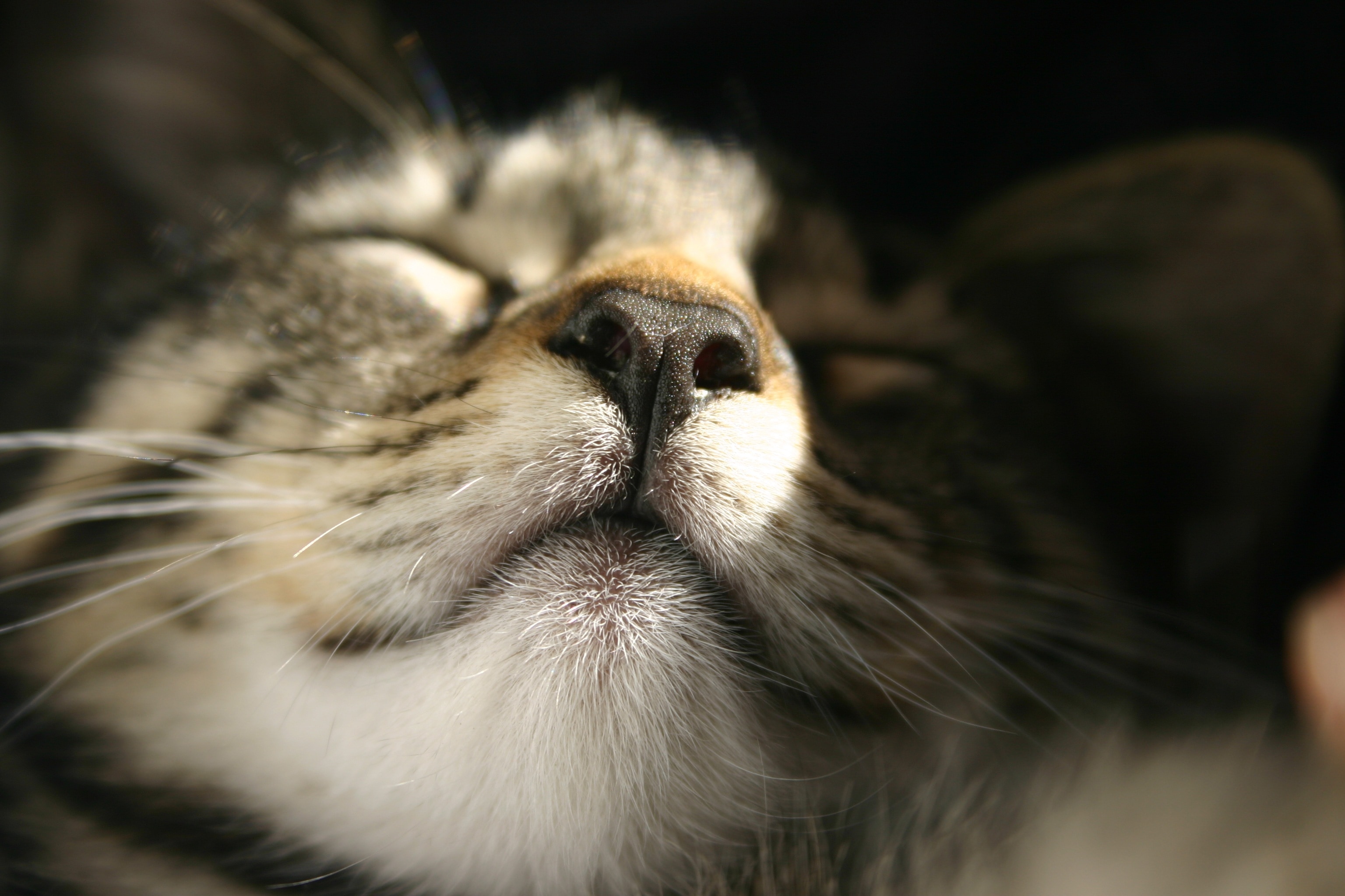 silver tabby cat