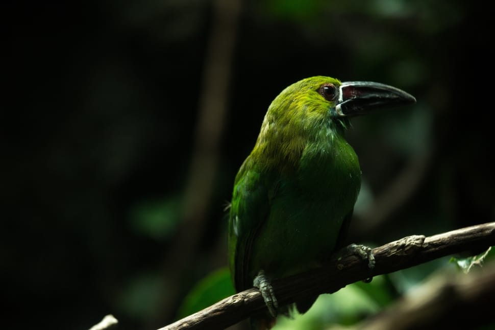 green long beak bird preview
