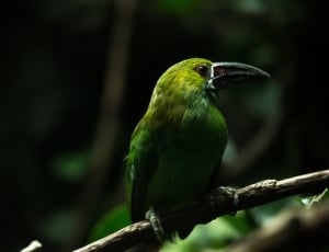 green long beak bird thumbnail