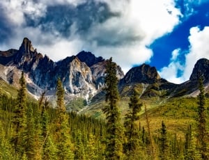 mountains and trees portrait thumbnail