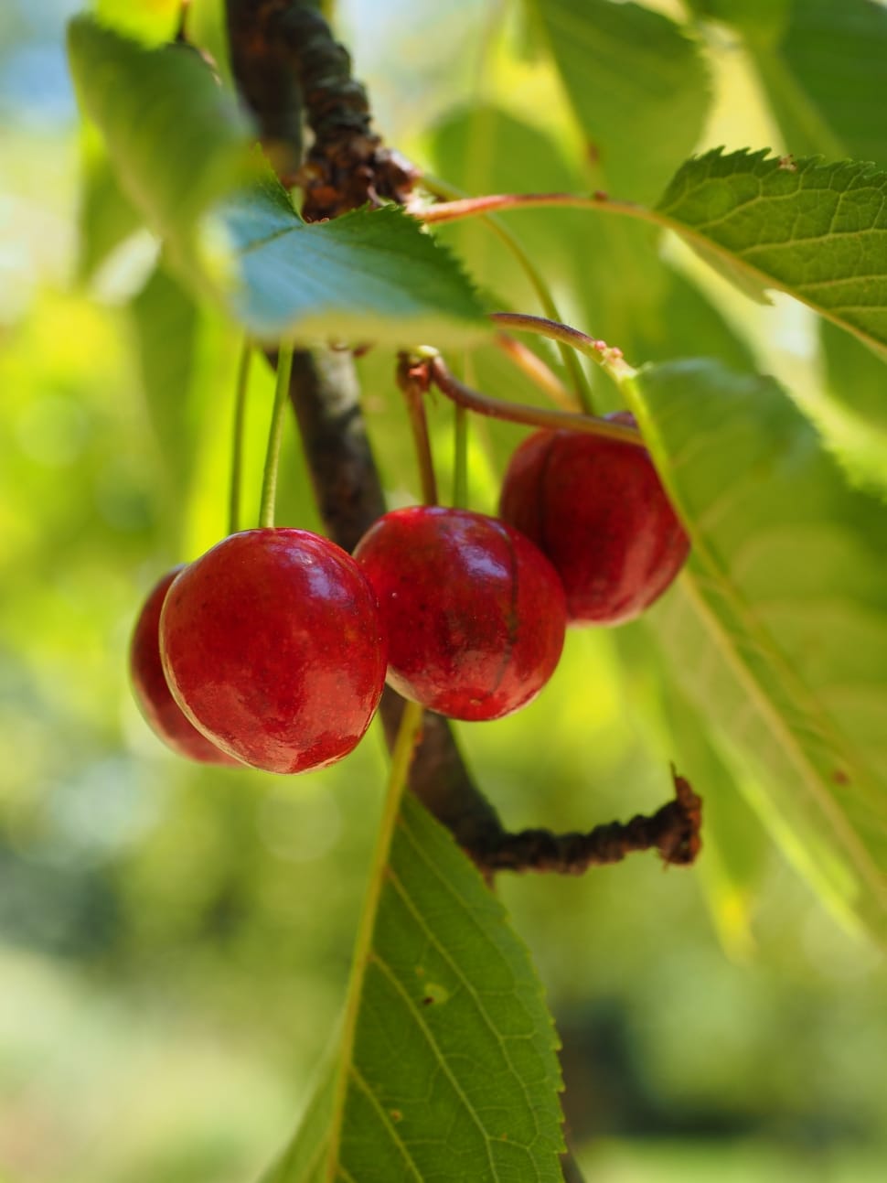 four red cherries preview