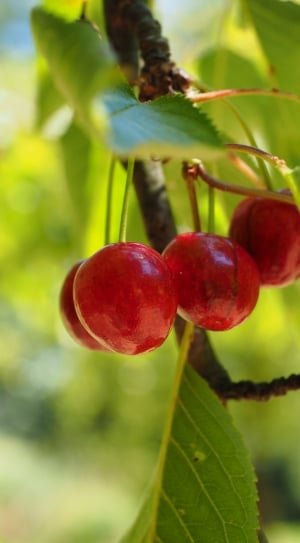 four red cherries thumbnail