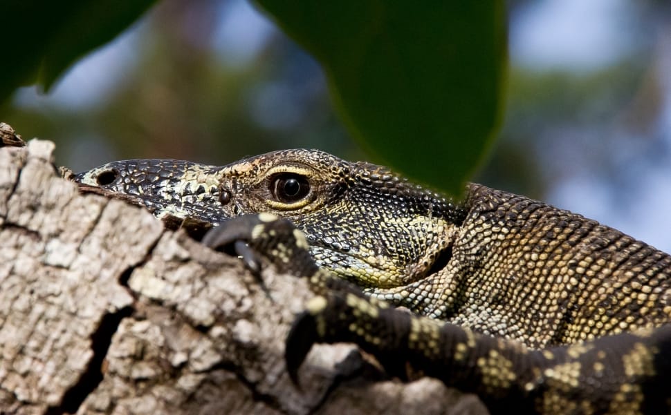 Monitor Lizard, Reptile, Goanna, one animal, reptile preview