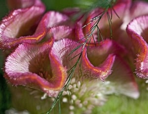 Wavy Celozja, Celosia, Flower, Violet, flower, plant thumbnail