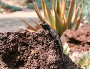 black lizard thumbnail