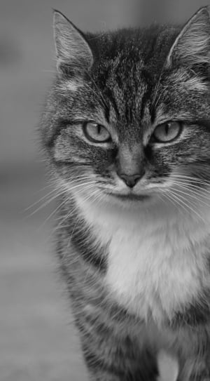 gray black and white short coated cat thumbnail