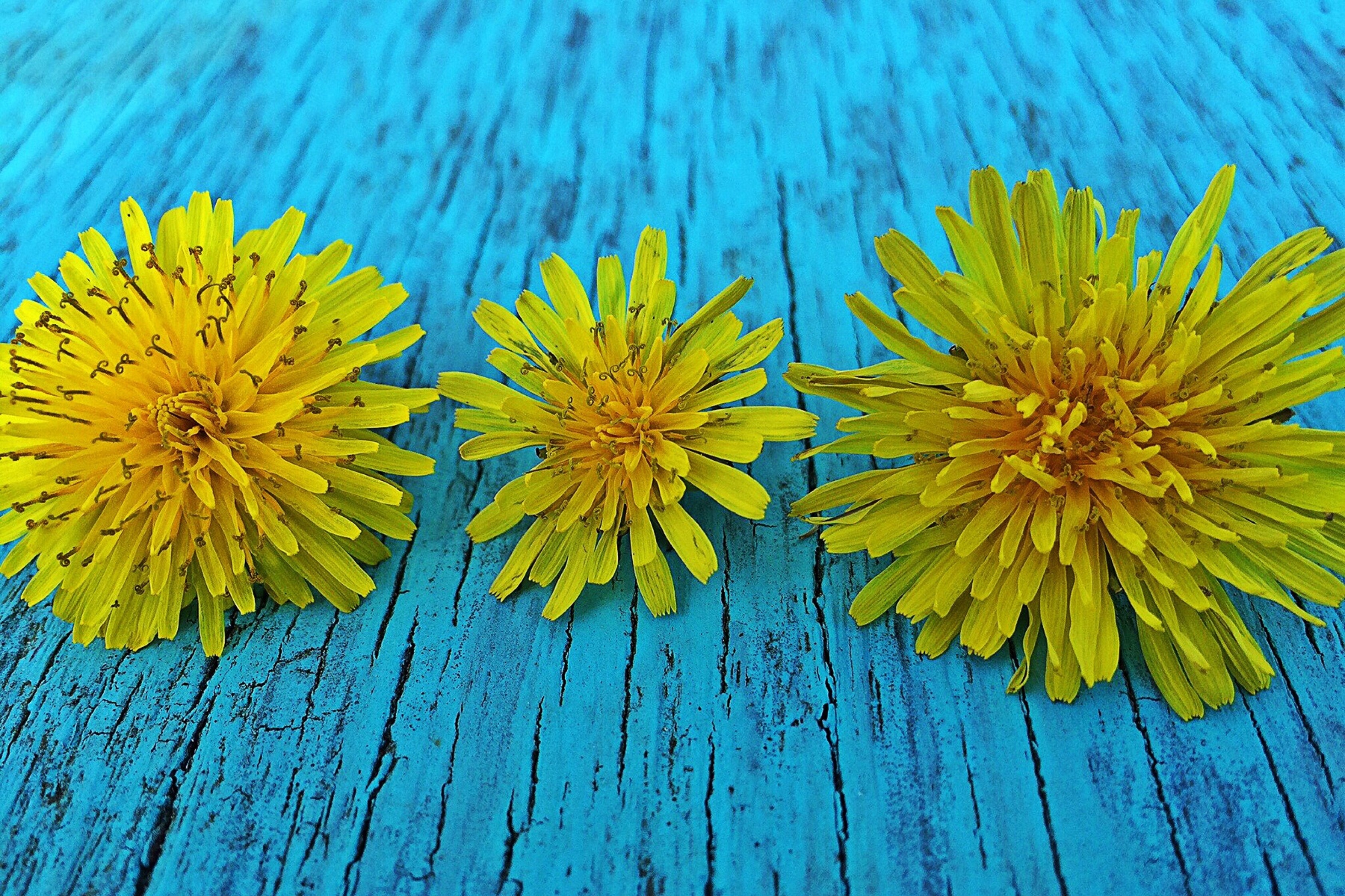 yellow petaled flowers