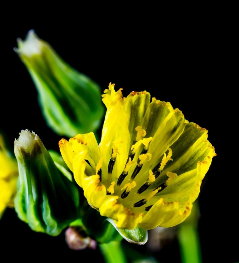 yellow poppy preview