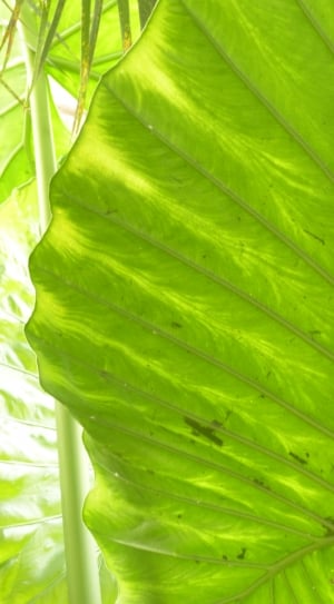 green leaf surface thumbnail