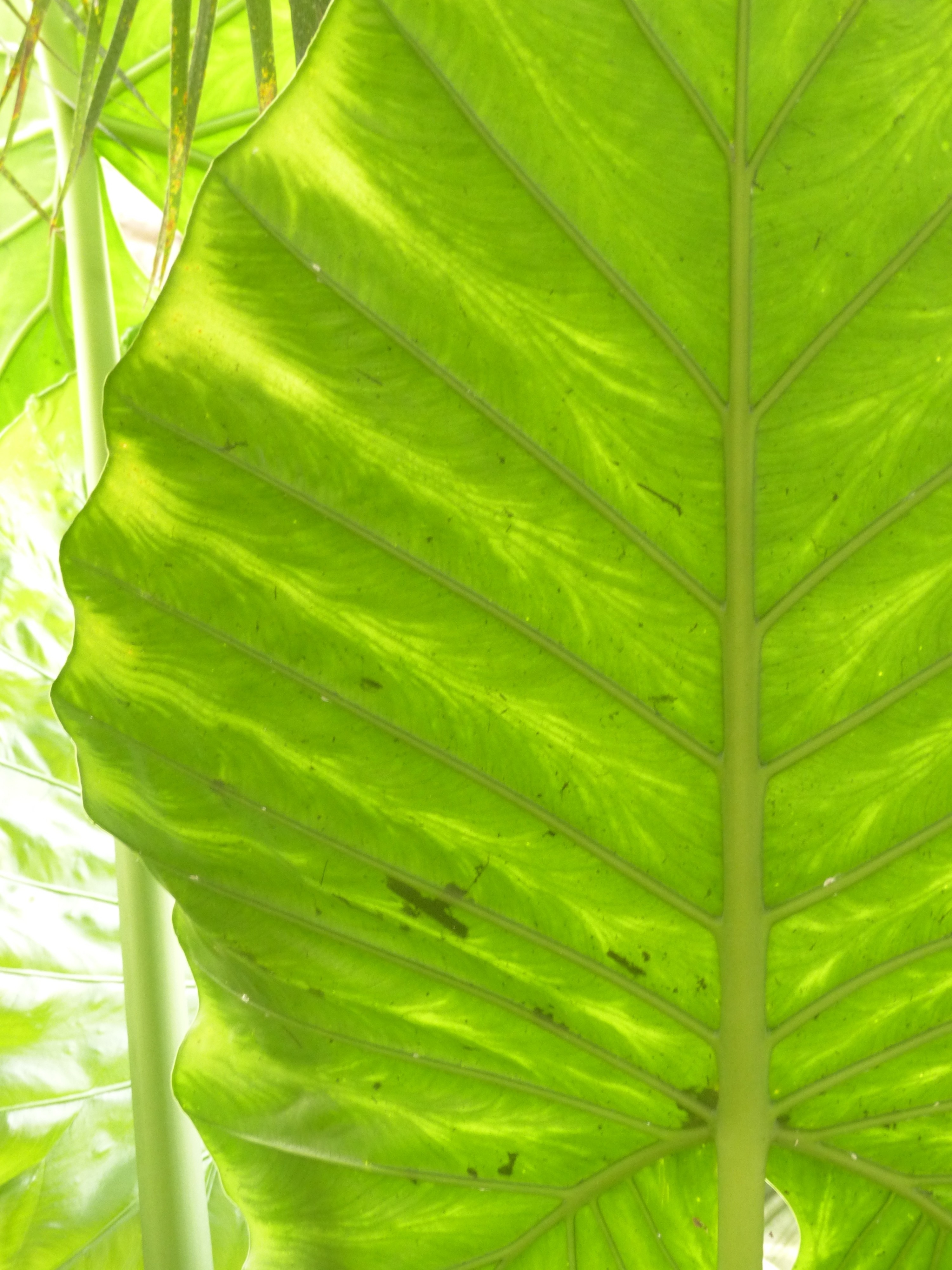 green leaf surface