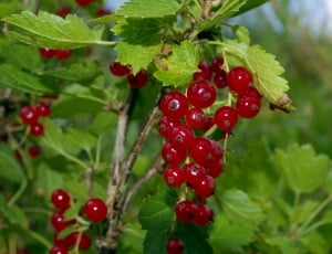 Red Currant, Currant, Natural, Healthy, fruit, red thumbnail