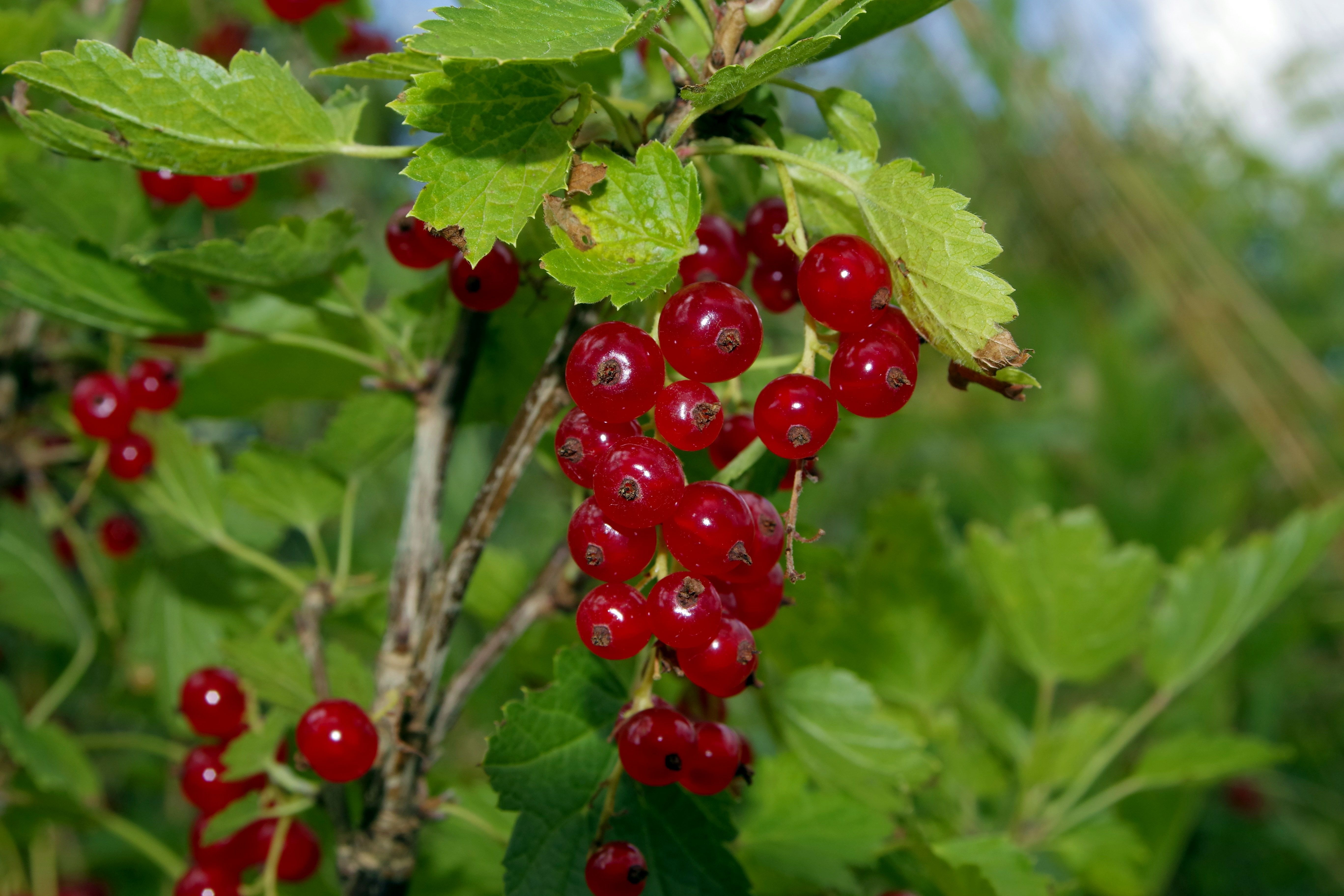 Red Currant, Currant, Natural, Healthy, fruit, red
