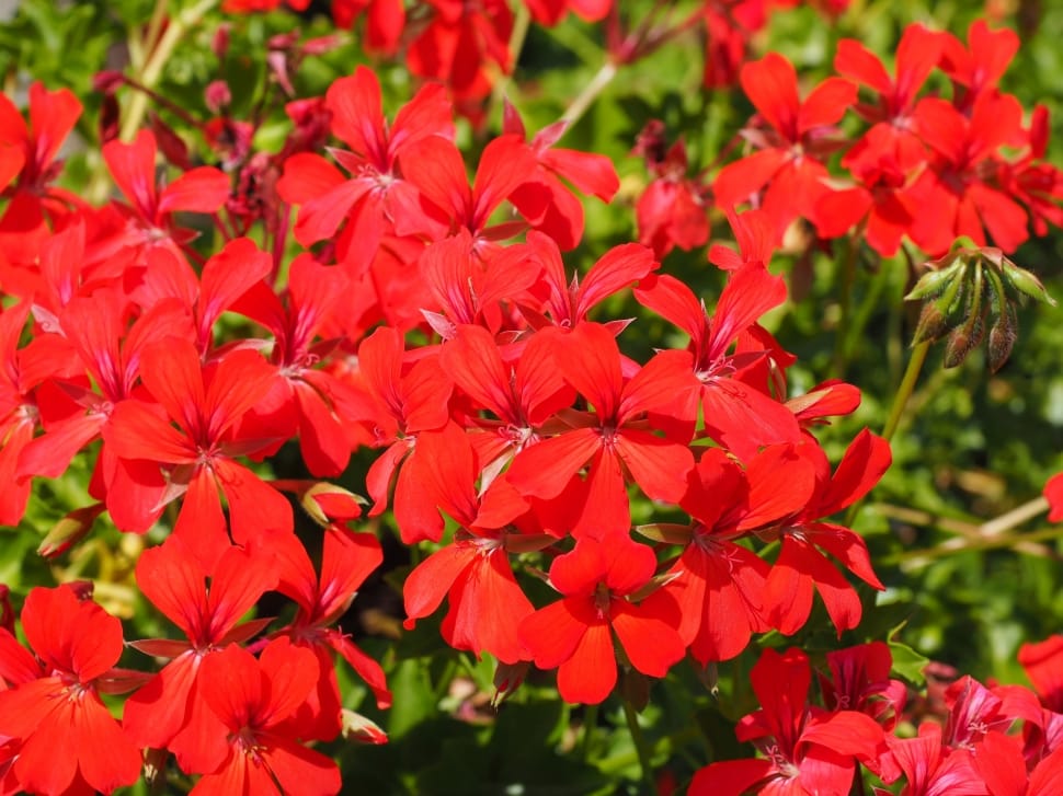 Flowers, Geranium, Red, red, flower preview