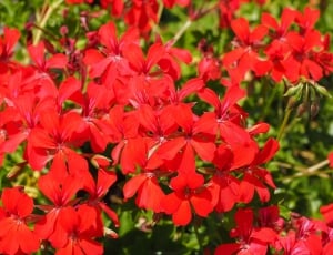 Flowers, Geranium, Red, red, flower thumbnail