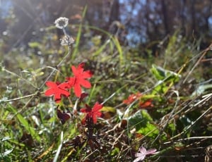 red petaled flowers surrounded by grasses close up photography at daytime thumbnail