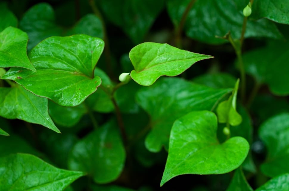 Leaf, Houttuynia Cordata, Heart-Shaped, green color, leaf preview