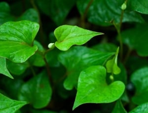 Leaf, Houttuynia Cordata, Heart-Shaped, green color, leaf thumbnail