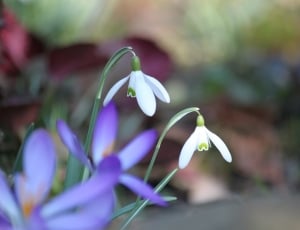 shallow focus photo of white and purple flowers thumbnail