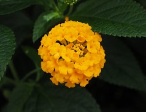 yellow petaled flower plant thumbnail