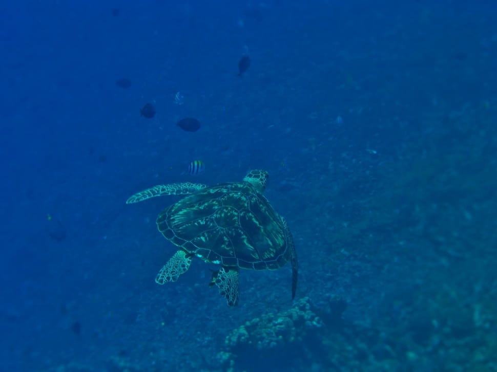 swinng turtle in the water preview