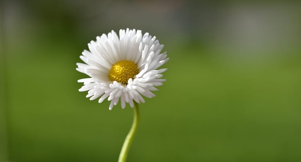 Daisy, Pointed Flower, Flower, flower, fragility preview