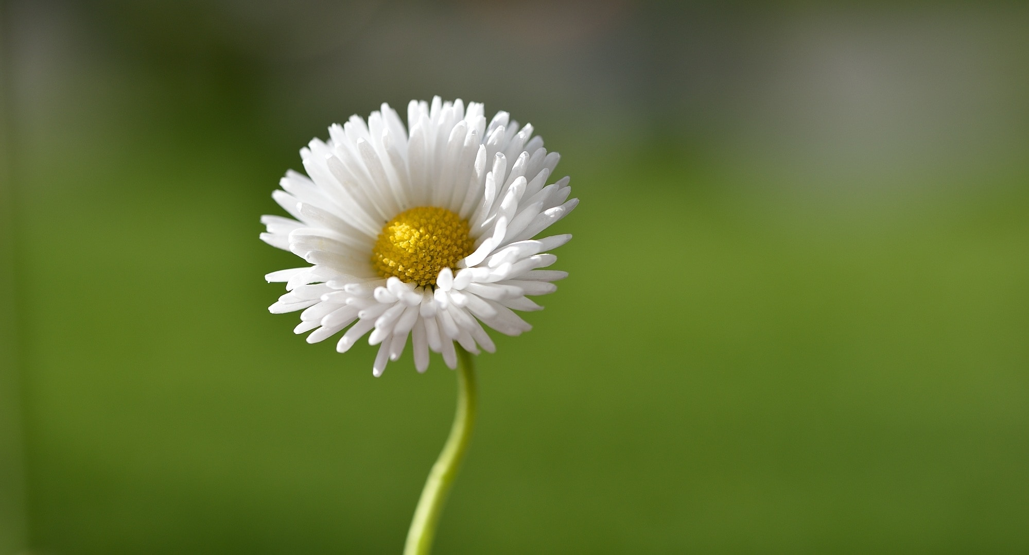 Daisy, Pointed Flower, Flower, flower, fragility