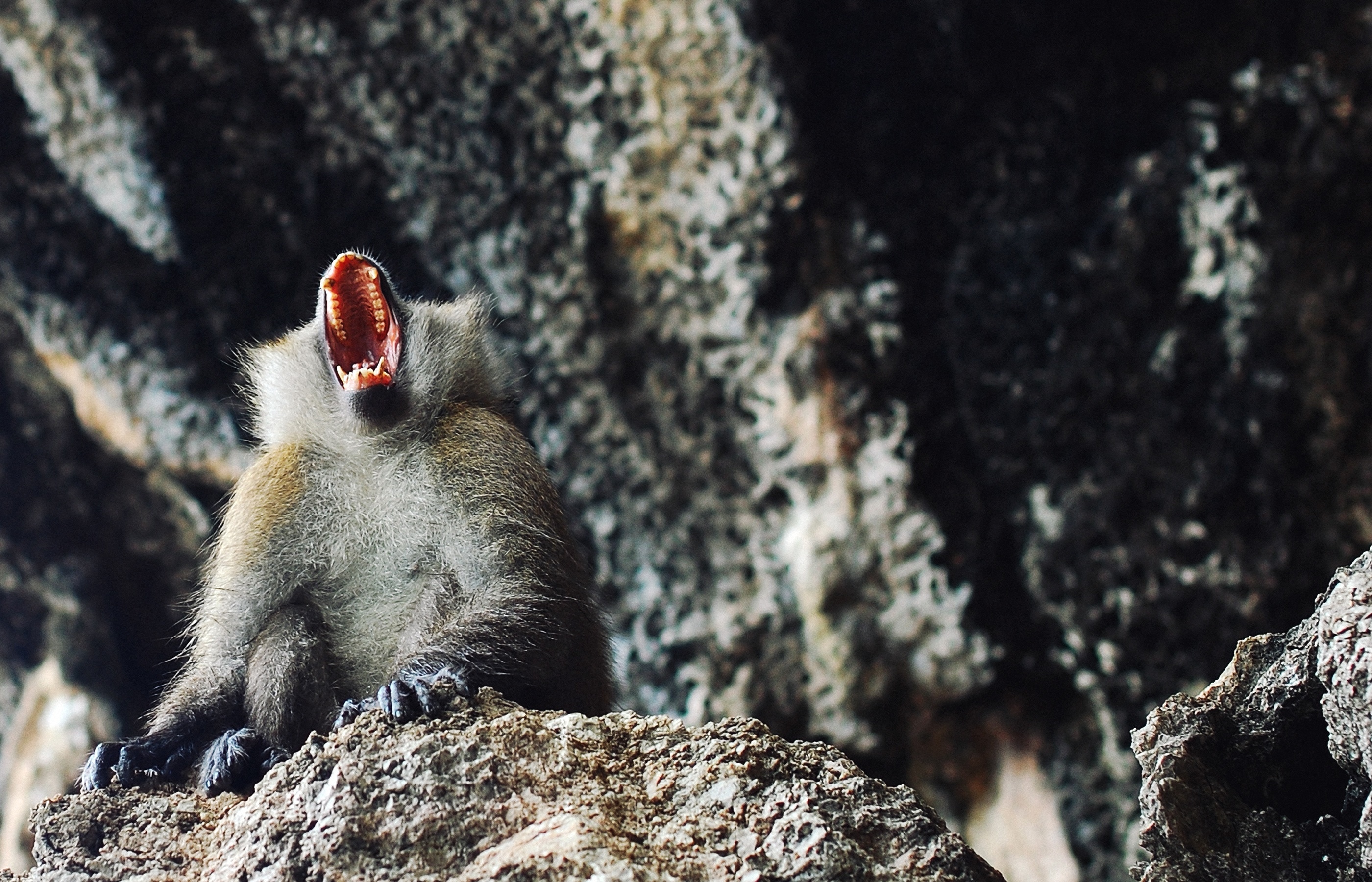 baboon on rock