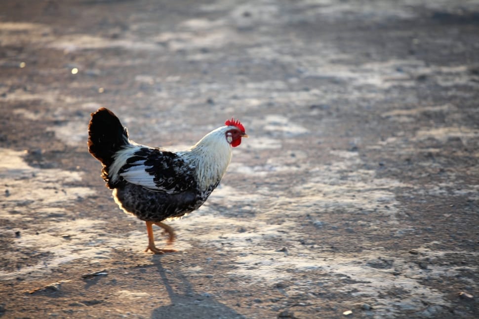 Chick, Hen, Cock, Chicken, Fowl, Bird, chicken - bird, livestock preview