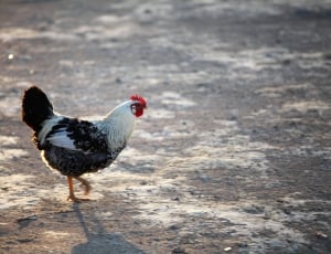 Chick, Hen, Cock, Chicken, Fowl, Bird, chicken - bird, livestock thumbnail