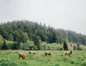 photo of four animals near pine trees thumbnail